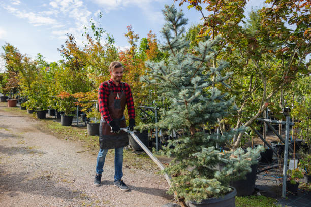 The Steps Involved in Our Tree Care Process in Romulus, MI